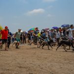 DOGMAN CROSS VI EDICIÓN