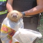 RESCATE ANIMAL – ALCALDÍA CIUDADANA