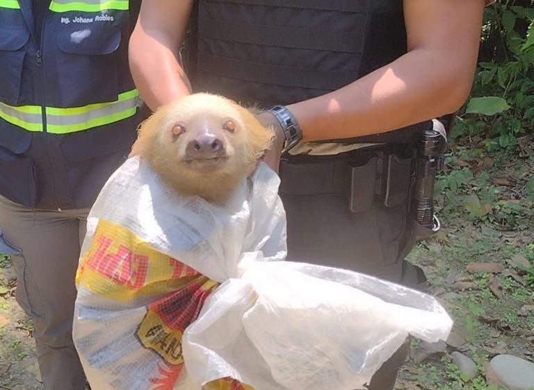 RESCATE ANIMAL – ALCALDÍA CIUDADANA