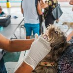 ALCALDÍA EN TERRITORIO – FAUNA URBANA