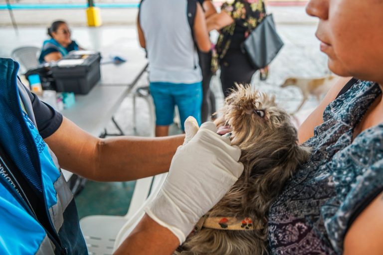 ALCALDÍA EN TERRITORIO – FAUNA URBANA