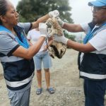 ALCALDÍA CIUDADANA – FAUNA URBANA