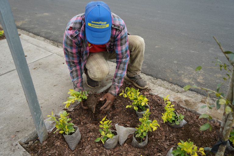 ALCALDÍA EN TERRITORIO – SIEMBRA DE PLANTAS