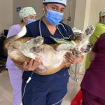 ALCALDÍA CIUDADANA – CAMPAÑA DE ESTERILIZACIÓN – FAUNA URBANA