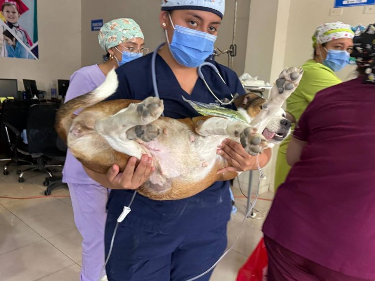 ALCALDÍA CIUDADANA – CAMPAÑA DE ESTERILIZACIÓN – FAUNA URBANA