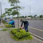ALCALDÍA CIUDADANA – MANTENIMIENTO DE ÁREAS VERDES