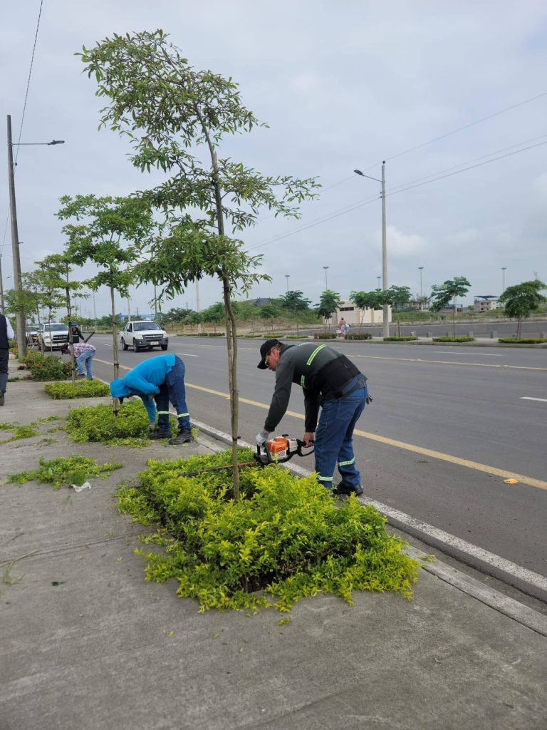 ALCALDÍA CIUDADANA - MANTENIMIENTO DE ÁREAS VERDES